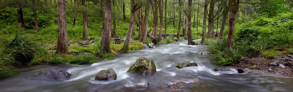 condamine river rainforest creek