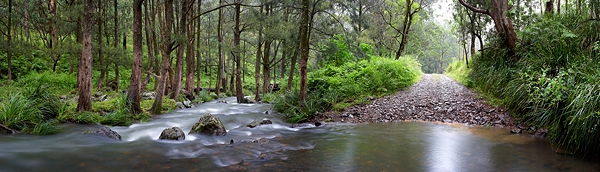 condamine river rainforest creek