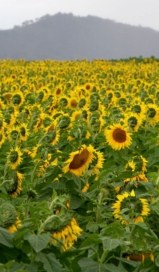 sunflowers farm focus stacking