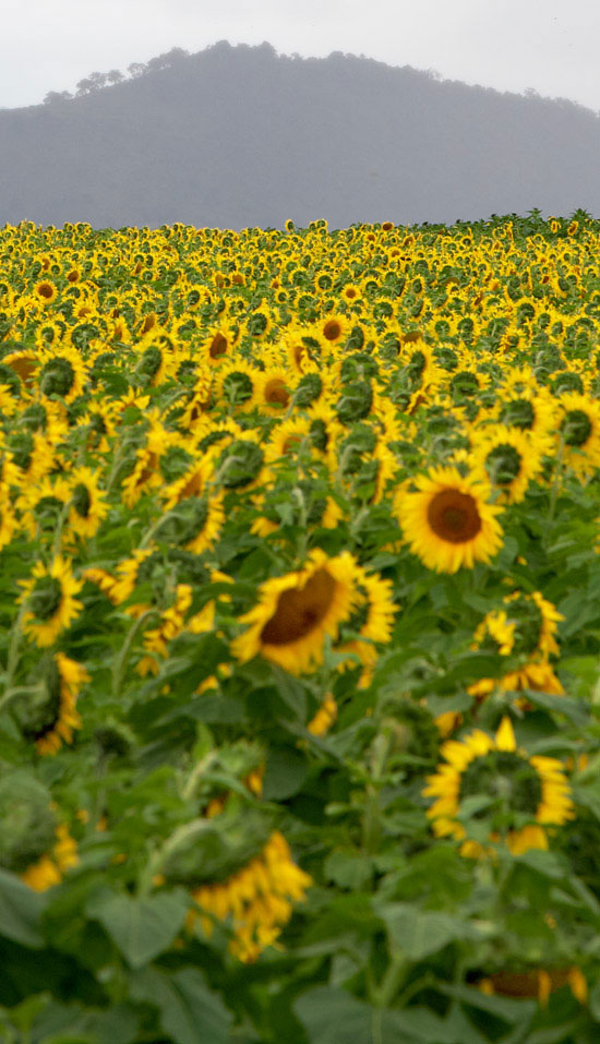sunflowers farm focus stacking