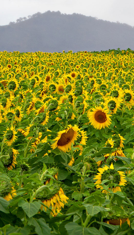 sunflowers farm focus stacking