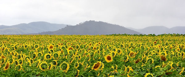 sunflowers farm focus stacking