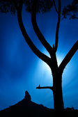 Moonlit Coonowrin