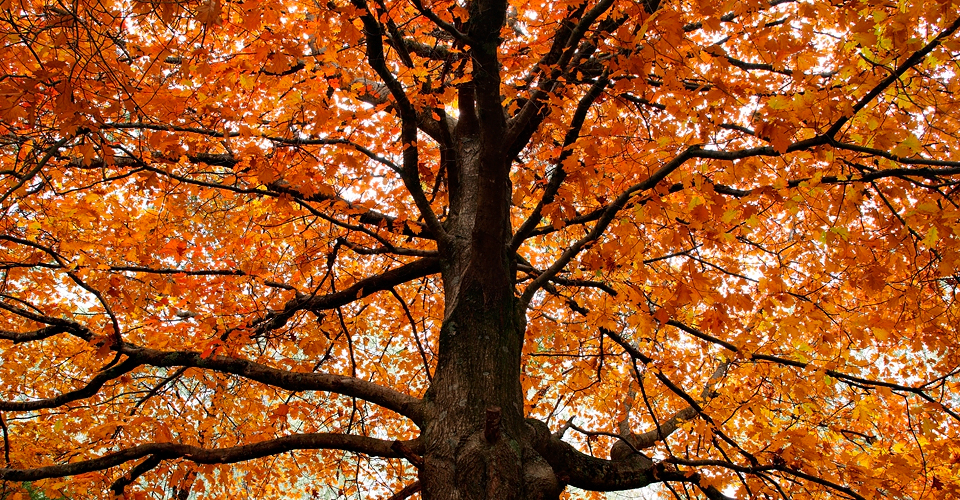 Splash_Tree.jpg