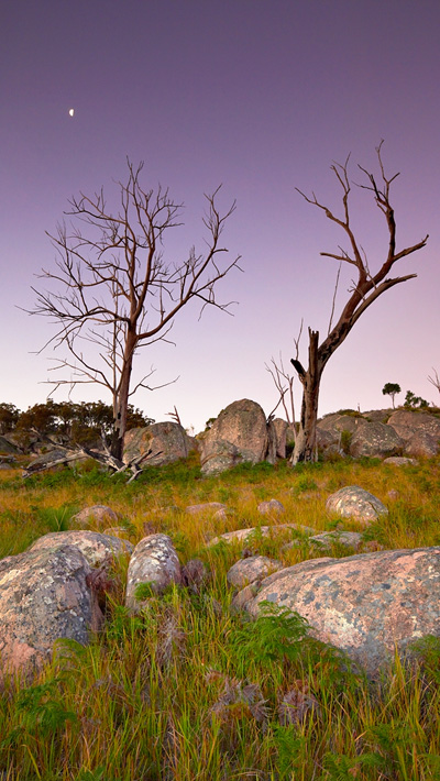 dead trees and twilight moon