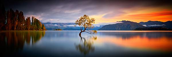 Wanaka Tree