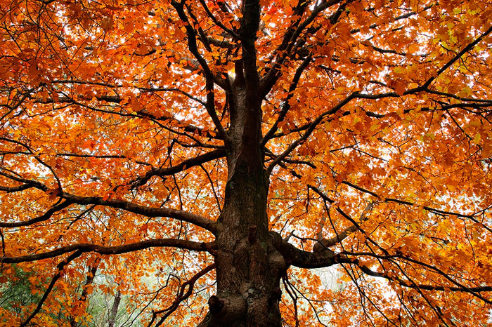 Autumn Tree