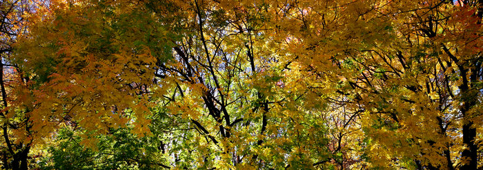 Autumn Treetops