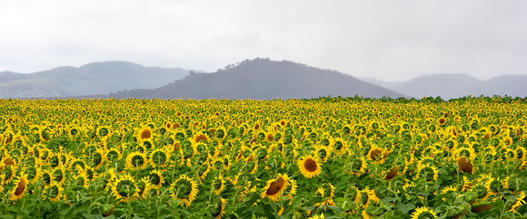 Preview for Sunflowers