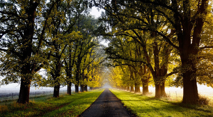 An Autumn Lane