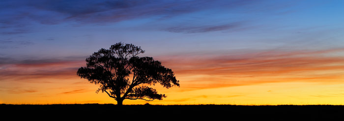 The Sunset Tree Panorama
