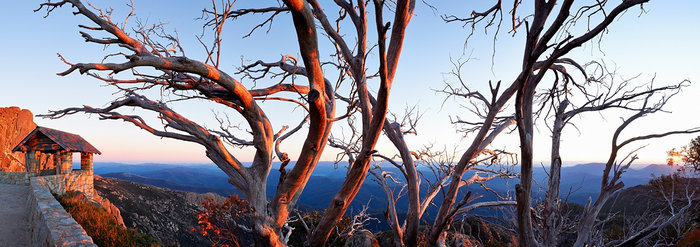 Snow Gums at The Horn