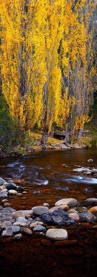 Poplars On River Bend