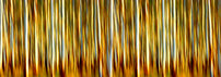 Eucalypt Forest