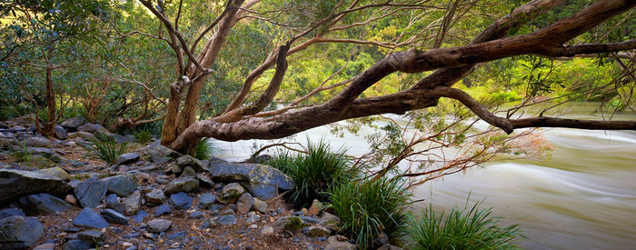 The Flood Effected Tree