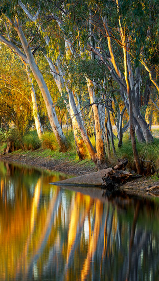 River Gums