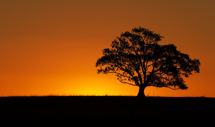 The Sunset Tree