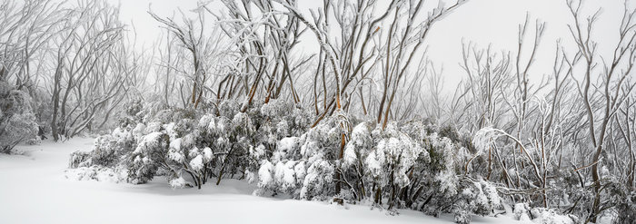 Days of Fallen Snow