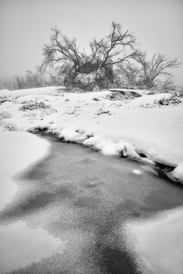 Snow Skeletons