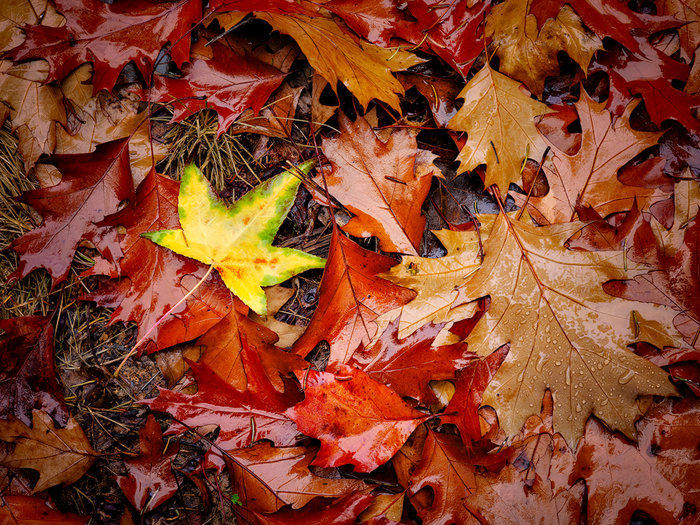 Leaf Lifecycle