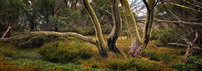 The Wilds of Bogong High Plains