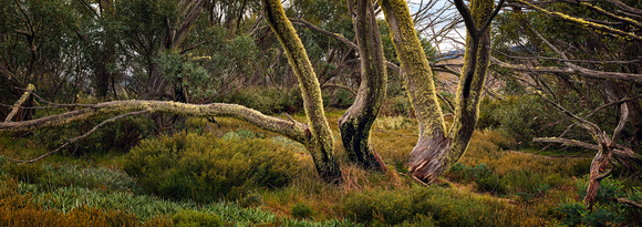 Preview for The Wilds of Bogong High Plains