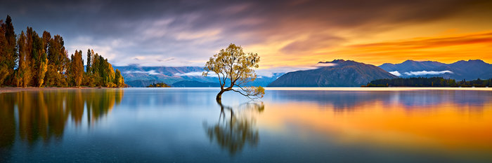 The Wanaka Tree